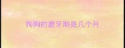狗狗的磨牙期是几个月