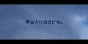 黑头边牧幼犬价格