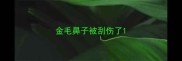 金毛鼻子被刮伤了