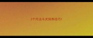 2个月法斗犬饲养技巧