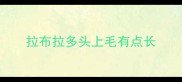 拉布拉多头上毛有点长