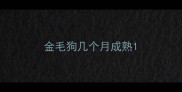 金毛狗几个月成熟