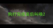 狗打完疫苗后叫唤