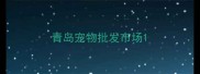 青岛宠物批发市场