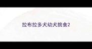 拉布拉多犬幼犬挑食