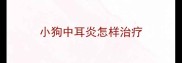 小狗中耳炎怎样治疗