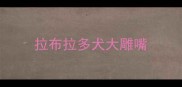 拉布拉多犬大雕嘴