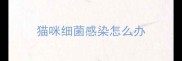 猫咪细菌感染怎么办