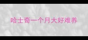 哈士奇一个月大好难养