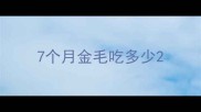 7个月金毛吃多少