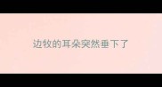 边牧的耳朵突然垂下了