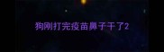 狗刚打完疫苗鼻子干了