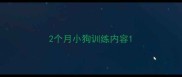 2个月小狗训练内容