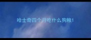 哈士奇四个月吃什么狗粮