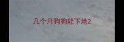 几个月狗狗能下地