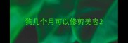 狗几个月可以修剪美容
