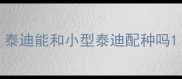 泰迪能和小型泰迪配种吗
