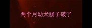 两个月幼犬肠子破了
