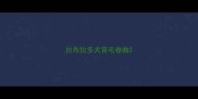 拉布拉多犬背毛卷曲