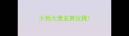 小狗大便发黄拉稀