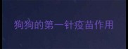 狗狗的第一针疫苗作用