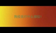 狗疫苗打什么部位