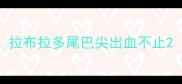 拉布拉多尾巴尖出血不止