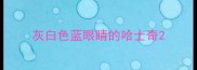 灰白色蓝眼睛的哈士奇