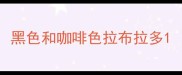 黑色和咖啡色拉布拉多
