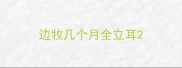 边牧几个月全立耳