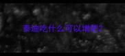 泰迪吃什么可以增肥