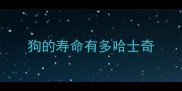 狗的寿命有多哈士奇