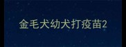金毛犬幼犬打疫苗