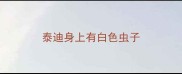 泰迪身上有白色虫子