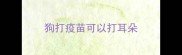 狗打疫苗可以打耳朵
