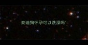 泰迪狗怀孕可以洗澡吗