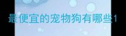 最便宜的宠物狗有哪些