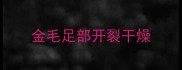 金毛足部开裂干燥