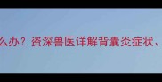 拉布拉多背部长包怎么办资深兽医详解背囊炎症状家庭护理与就医指南