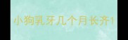 小狗乳牙几个月长齐