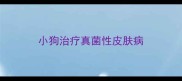 小狗治疗真菌性皮肤病