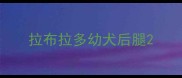 拉布拉多幼犬后腿