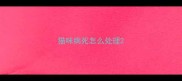 猫咪病死怎么处理