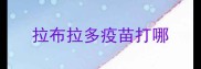 拉布拉多疫苗打哪