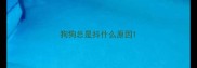 狗狗总是抖什么原因