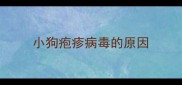 小狗疱疹病毒的原因