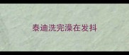 泰迪洗完澡在发抖