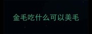 金毛吃什么可以美毛