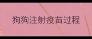 狗狗注射疫苗过程