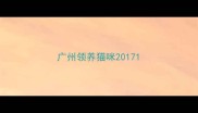 广州领养猫咪2017